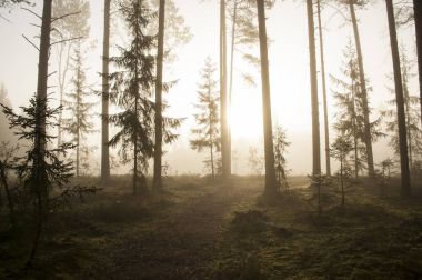 Sabah sisli bir orman