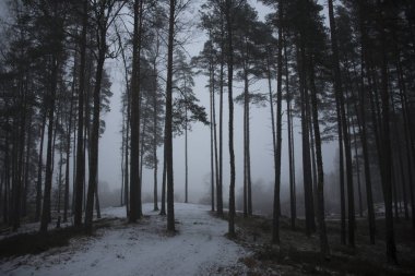 ormandaki kış döneminde sisli sabah