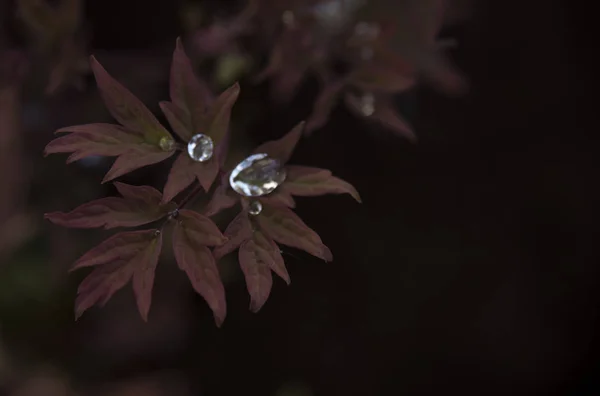 Gocce Acqua Sulle Foglie Colore Rosso Nella Foresta Autunno — Foto Stock