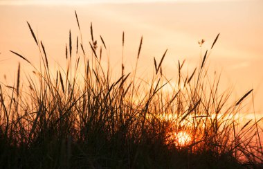 Renkli günbatımı arka planında yüksek çim silueti  