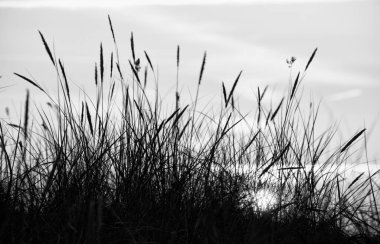 Bulutlu arka planda yüksek çim siluetinin tek renkli görüntüsü  