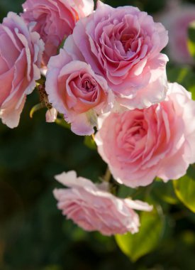 Gündüz vakti bahçede parlayan pembe güllere yakın.