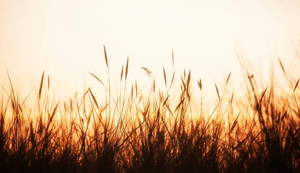 Hohes Gras Silhouette Auf Bunten Sonnenuntergang Hintergrund — Stockfoto