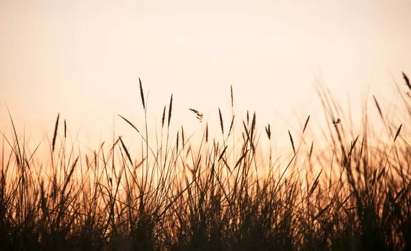 Hohes Gras Silhouette Auf Bunten Sonnenuntergang Hintergrund — Stockfoto