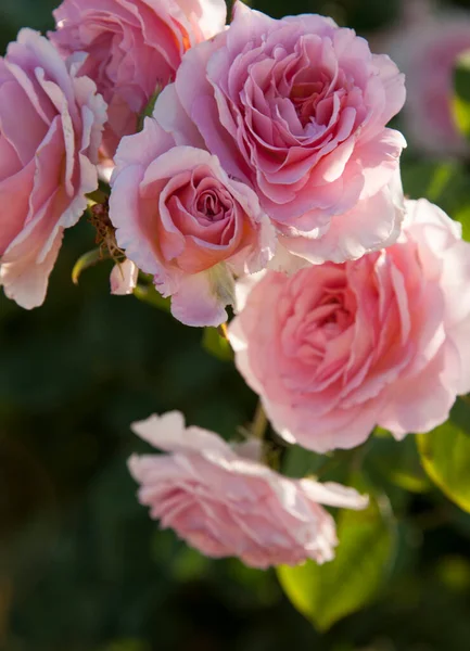 Close Rosas Rosa Brilhando Jardim Durante Dia — Fotografia de Stock