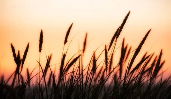 Silueta Hierba Alta Sobre Fondo Colorido Puesta Del Sol Imagen De Stock