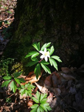 ağacın altında yalnız çiçek