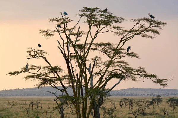 Kuş gözlemciliği ağaç Tanzanya savana — Stok fotoğraf