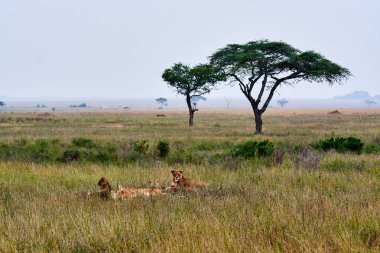 Afrika Güzeli manzara