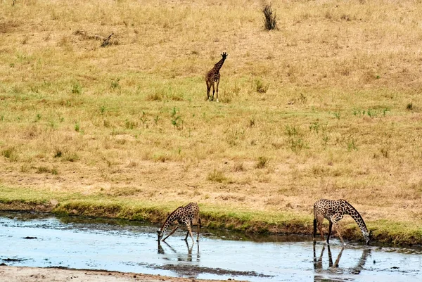 İkiz zürafalar Tanzanya Serengetti Park sarı çim ve — Stok fotoğraf