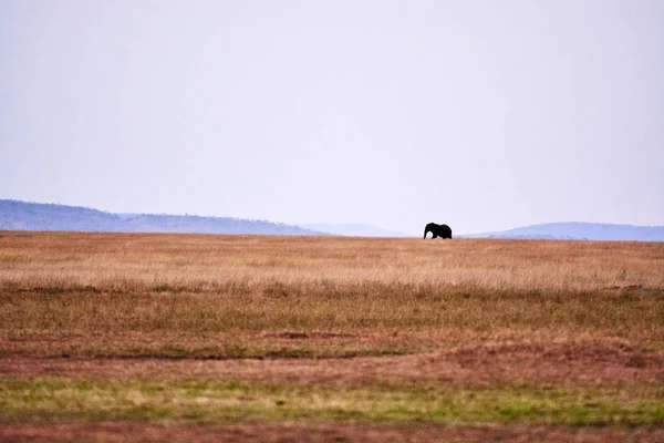 Afrika Güzeli manzara
