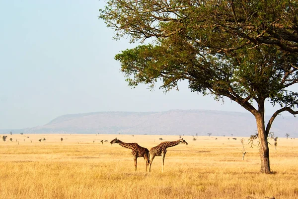 Twin giraffes in Tanzania Serengetti park with yellow grass and sunset — Stock fotografie