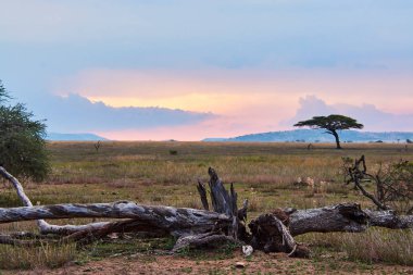 Afrika Güzeli manzara