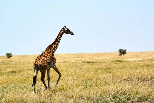 Jirafas gemelas en Tanzania Serengetti park con hierba amarilla y puesta de sol —  Fotos de Stock