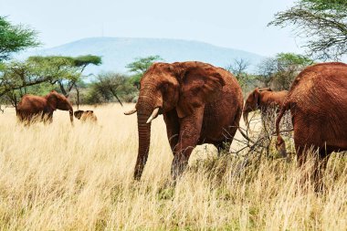 Bebek içme suyunda Tanzanya safari tusk ile fil