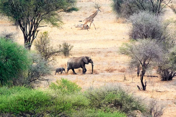 Bebek içme suyunda Tanzanya safari tusk ile fil
