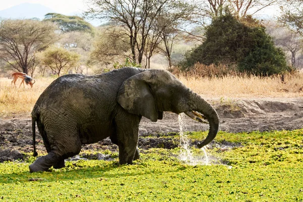 Éléphant avec bébé eau potable en tanzanie défensive safari — Photo