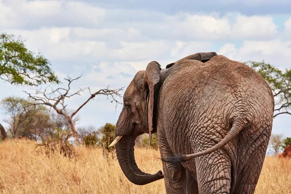 Bebek içme suyunda Tanzanya safari tusk ile fil