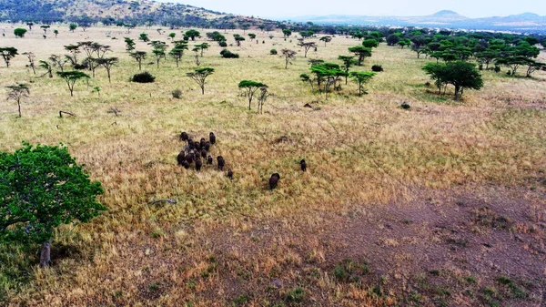 Bebek içme suyunda Tanzanya safari tusk ile fil — Stok fotoğraf