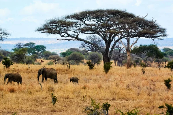 Bebek içme suyunda Tanzanya safari tusk ile fil — Stok fotoğraf