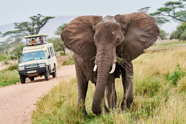 赤ちゃん飲料水タンザニア サファリ牙を持つ象 — ストック写真