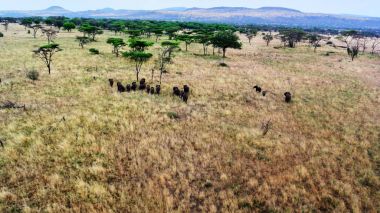 Bebek içme suyunda Tanzanya safari tusk ile fil