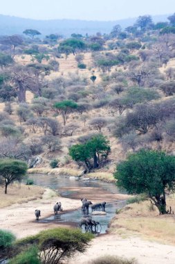 Bebek içme suyunda Tanzanya safari tusk ile fil
