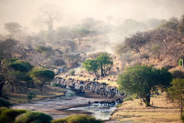 Bebek içme suyunda Tanzanya safari tusk ile fil — Stok fotoğraf