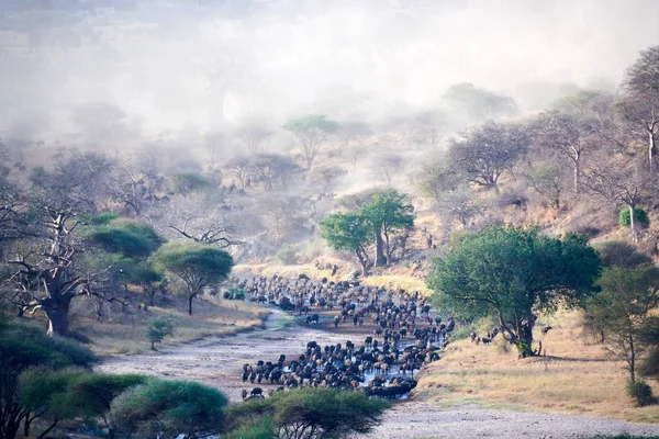 Wildbeest geçiş nehir Tarangire Milli Parkı Tanzanya — Stok fotoğraf