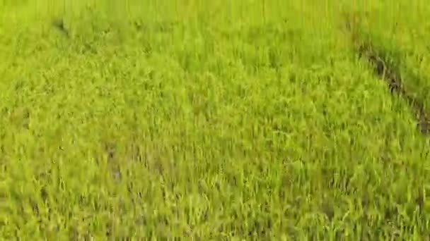 Rice fields from above on a windy day revealing traditionnal school painted blue — Stock Video