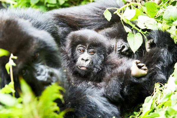 Gorila na reserva Virunga, Ruanda — Fotografia de Stock