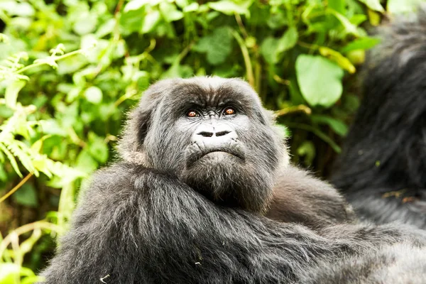 Gorilla nella riserva del Virunga, Ruanda — Foto Stock