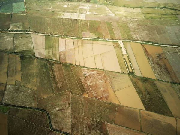 Vista aérea da exploração de lótus — Fotografia de Stock