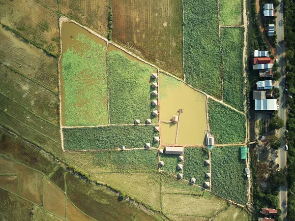 Lotus grubunun havadan görünümü 