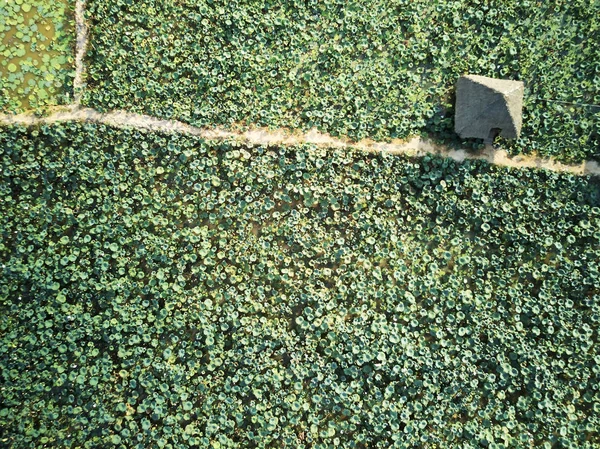 Vista aérea de la granja de loto — Foto de Stock