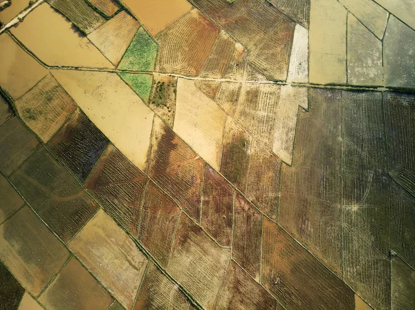 Aerial view of lotus farm — Stock Photo, Image