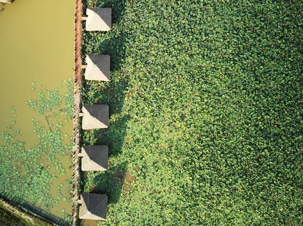 Вид с воздуха на ферму лотосов — стоковое фото