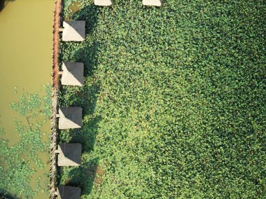 Lotus grubunun havadan görünümü 