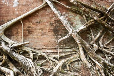 Prasat çocuk arabası Tapınak Koh Ker kompleksi