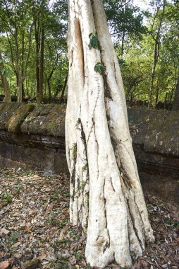 Prasat Banteay pir temizleyin Tapınağı Angkor dönemi