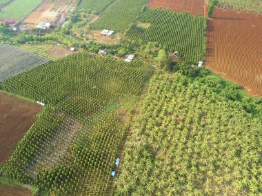 Hava dron görünümü muz plantasyon Kamboçya