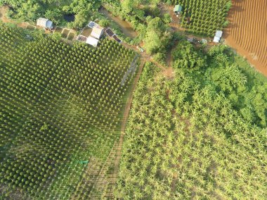 Hava dron görünümü muz plantasyon Kamboçya