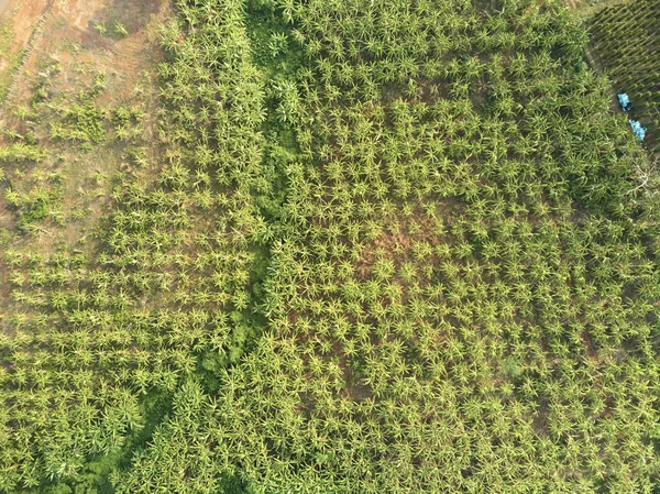 Aerial drone view banana plantation Cambodia