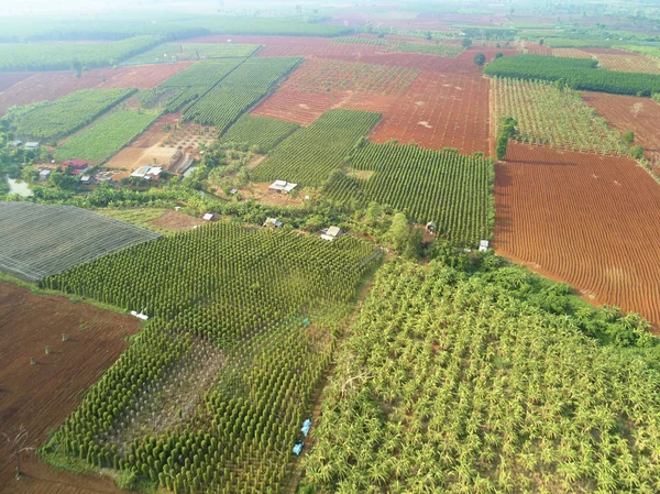 Pesawat tak berawak melihat perkebunan pisang Kamboja — Stok Foto