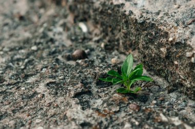 Bir küçük yeşil Filiz beton kendine yol yapar. Mücadele, çatışma kavramı. Yakın çekim. Kopya alanı.