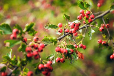 Rowan ağacı, parlak rowan Çilek ağacı üzerinde yakın çekim