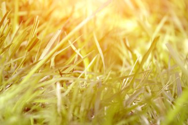 Sabahın erken saatlerinde su damlaları ile taze, kalın çimlere yakın.