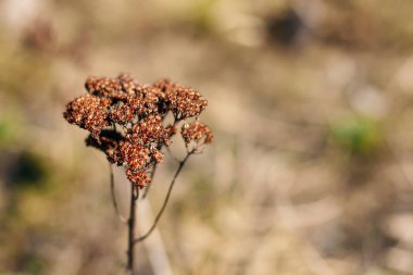 Kuru dal ağaca kapatın. Gri kuru bush. Bir çalı ince dalları
