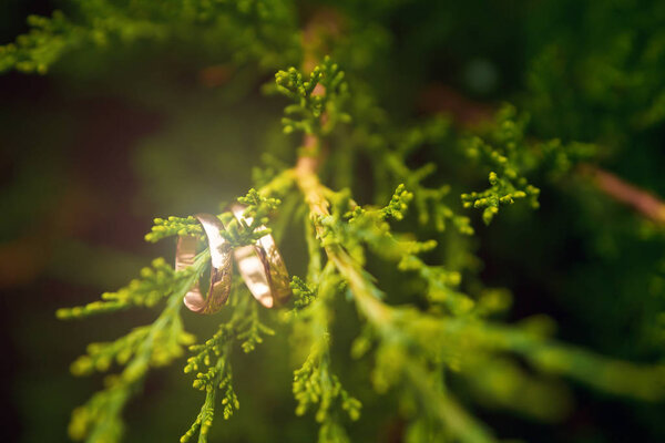 Wedding gold rings hanging on a branch nature