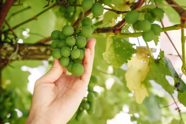 Tangan Gadis Itu Menyentuh Hasil Panen Buah Anggur Petani Memeriksa — Stok Foto